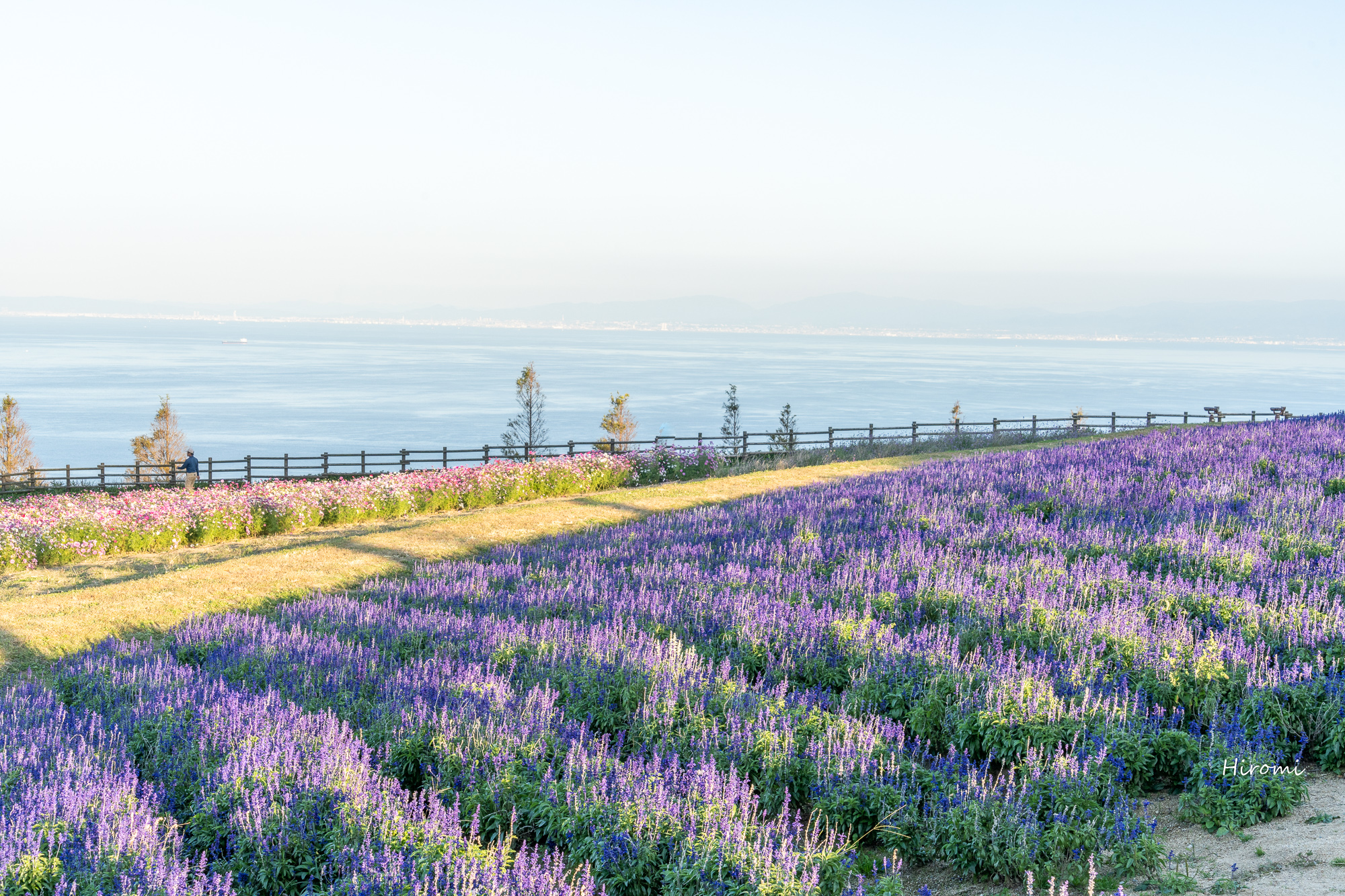 淡路島 秋のお花畑の絶景 淡路島花さじき 大人のための絶景アドベンチャー