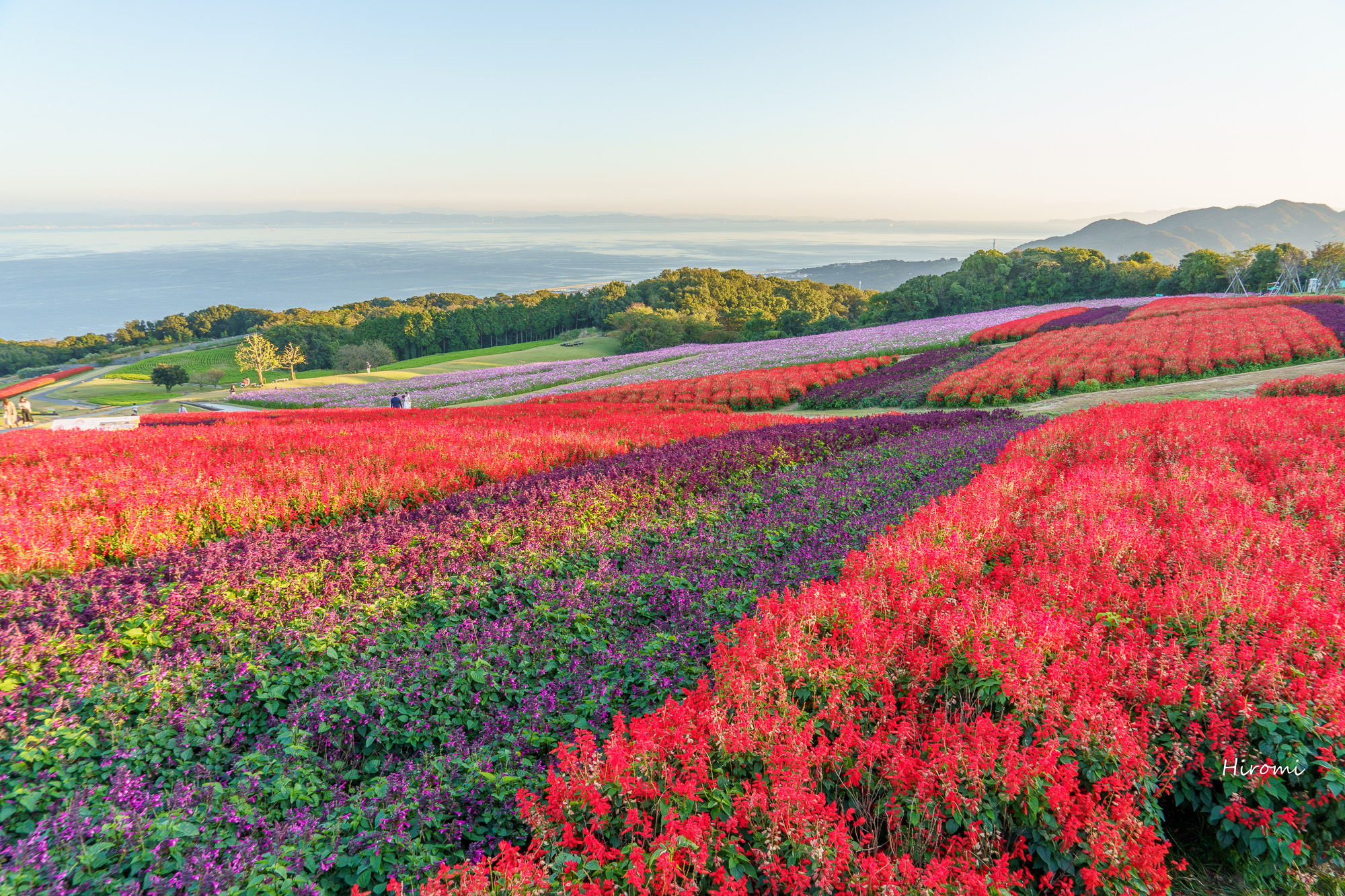 淡路島 秋のお花畑の絶景 淡路島花さじき 大人のための絶景アドベンチャー