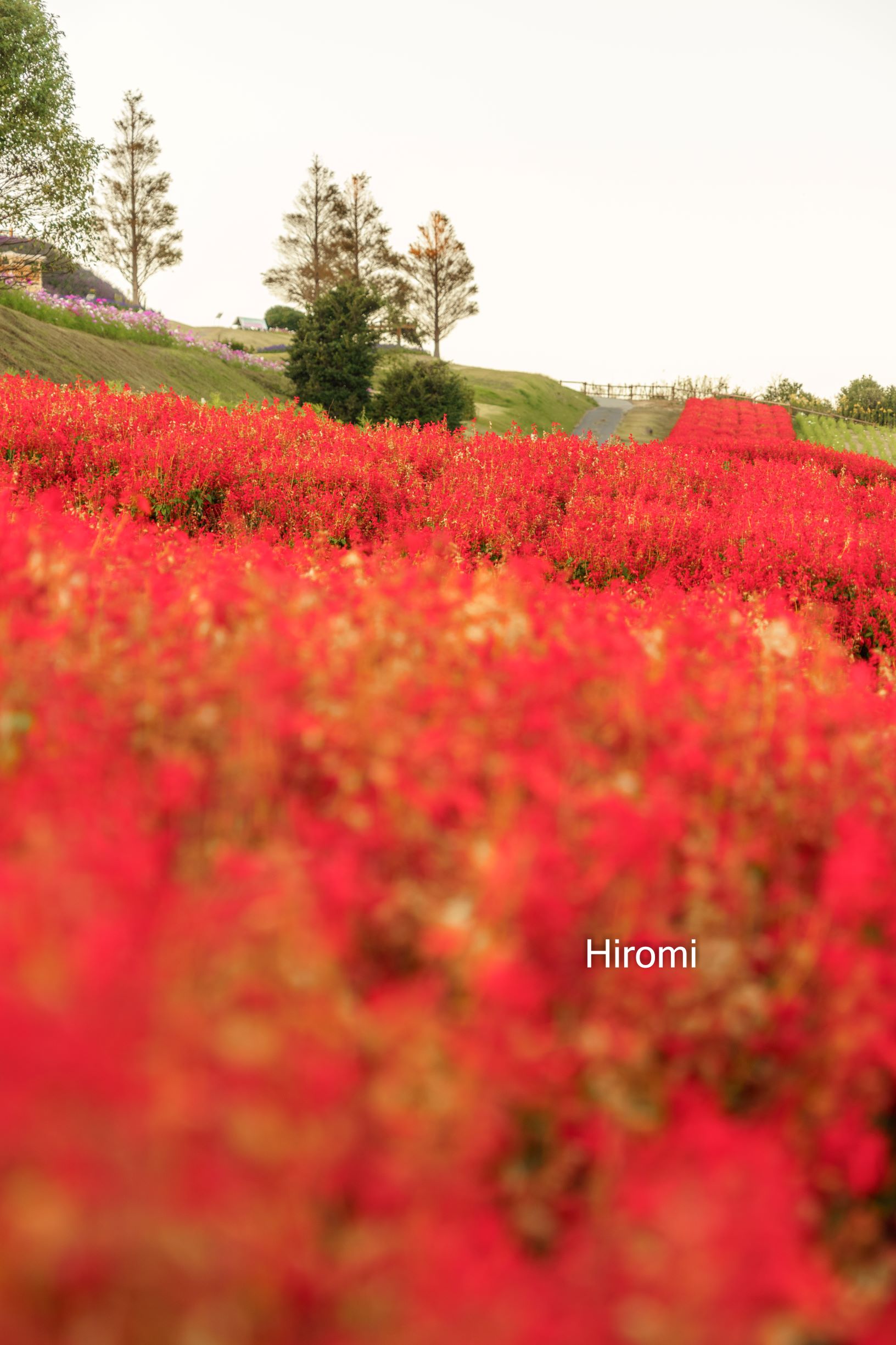 淡路島 秋のお花畑の絶景 淡路島花さじき 大人のための絶景アドベンチャー