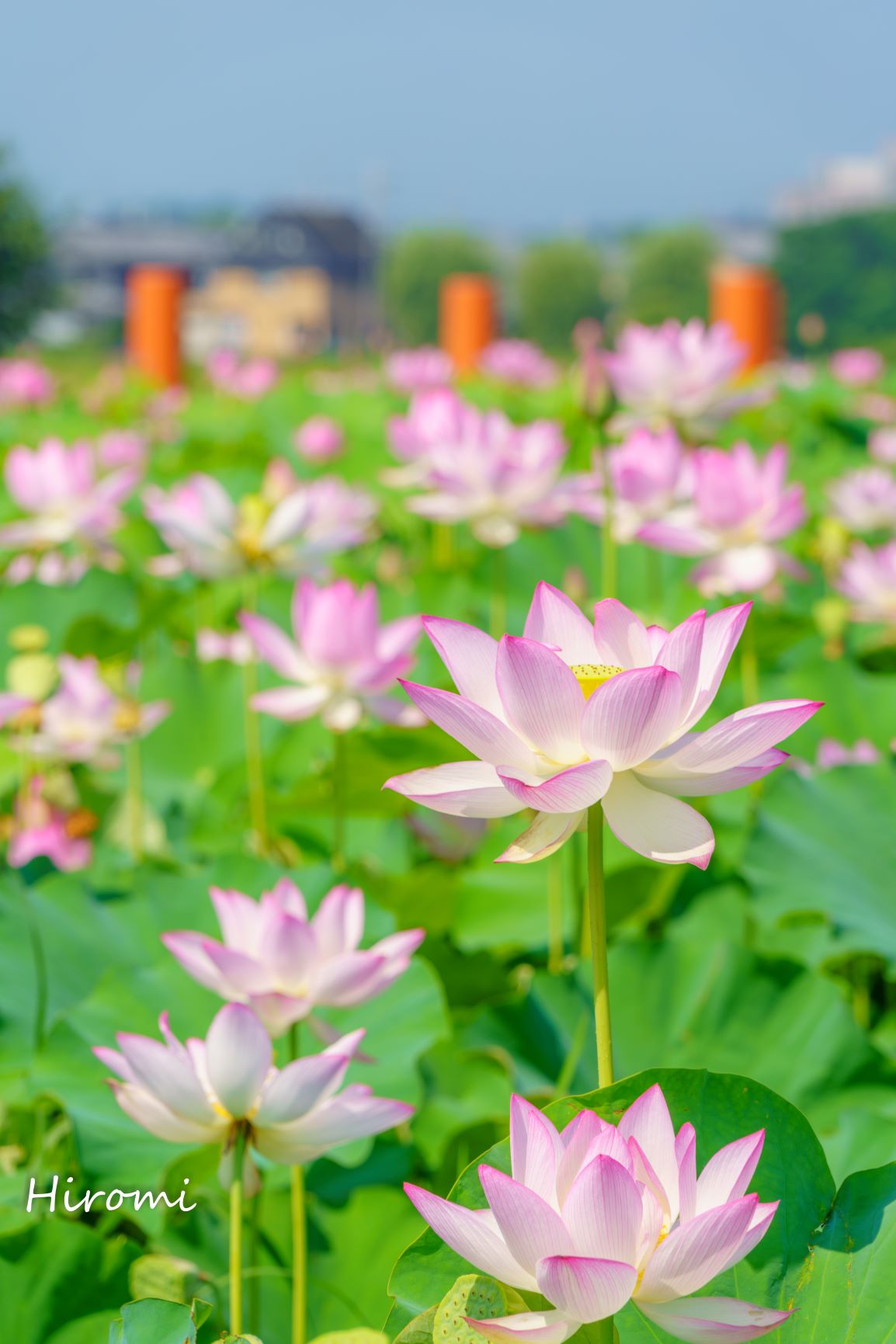 夏の花ハス 関西のおすすめスポット 大人のための絶景アドベンチャー