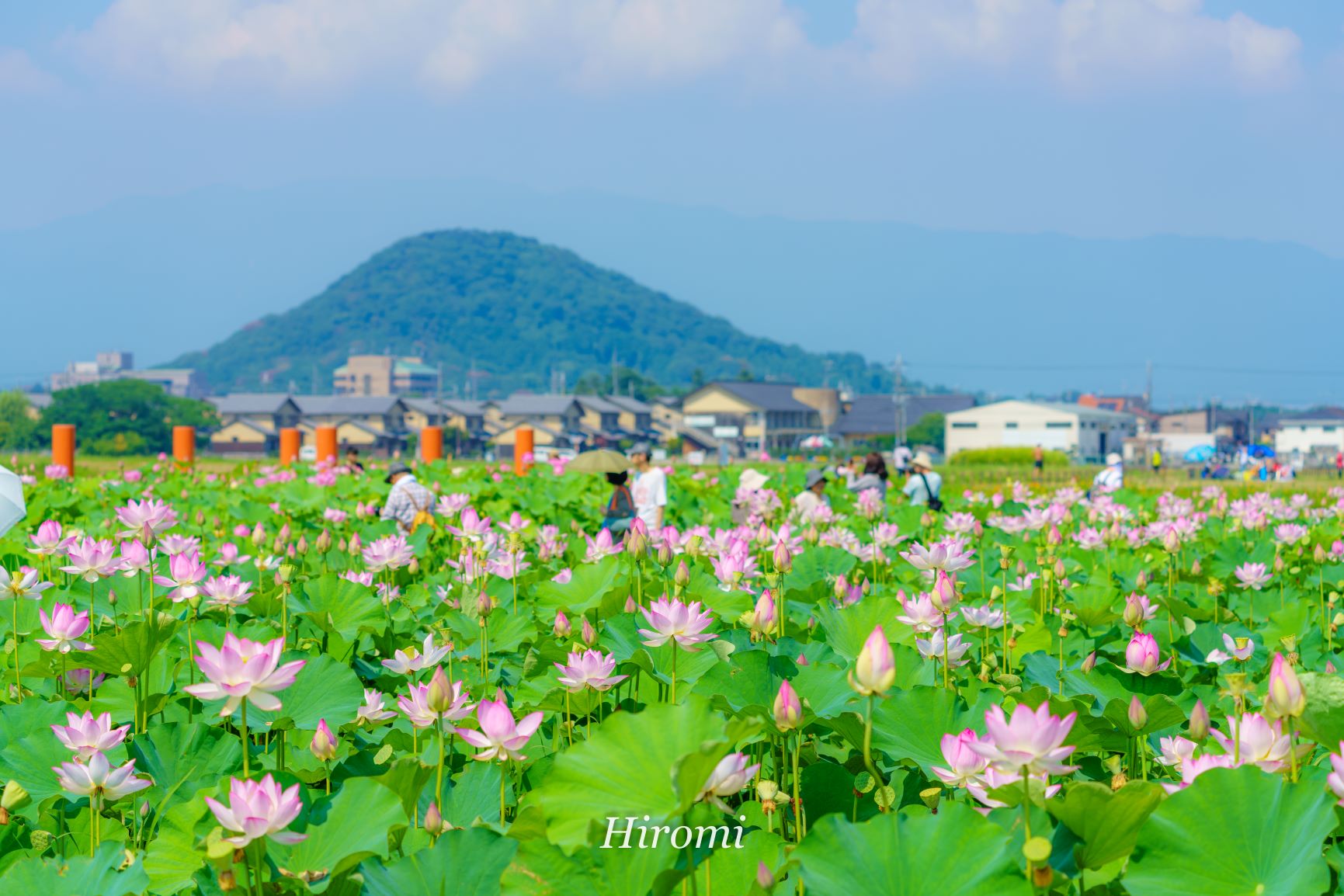 夏の花ハス 関西のおすすめスポット 大人のための絶景アドベンチャー