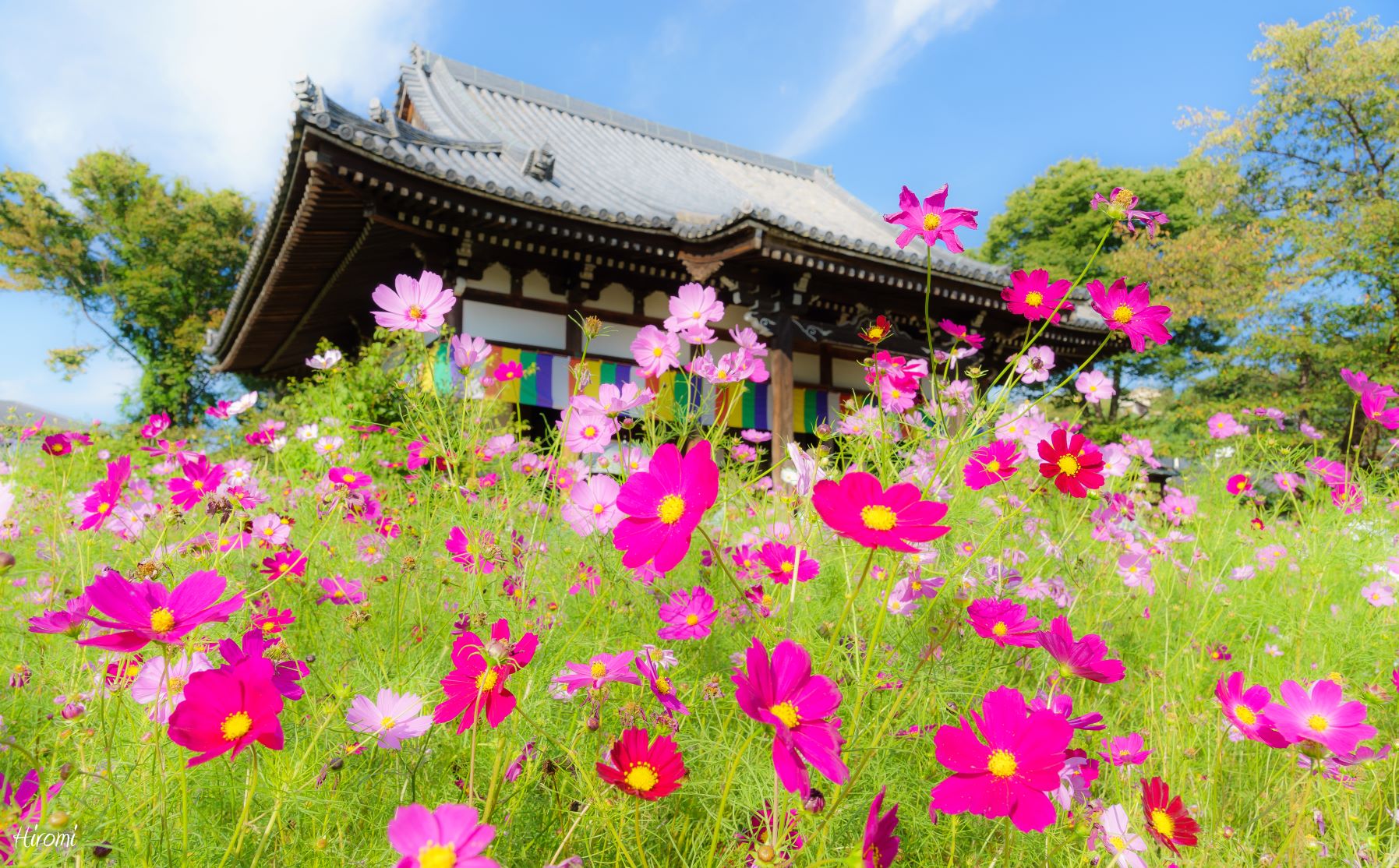 紫陽花ガラスボールが大人気の映えスポット 初夏の奈良 般若寺 大人のための絶景アドベンチャー