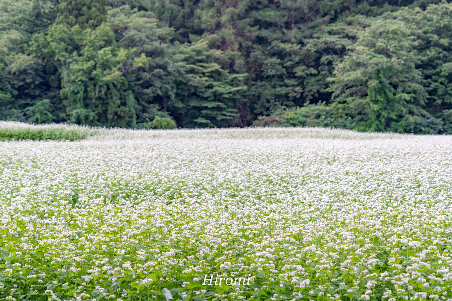 夏から晩夏に 涼しい東北旅 岩手のおすすめスポット 盛岡駅グルメ 大人のための絶景アドベンチャー