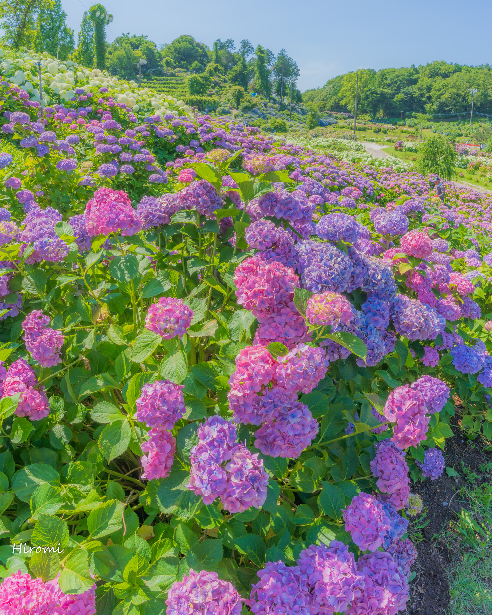 一度は行きたい 紫陽花名所 かざはやの里 と立ち寄りカフェ 大人のための絶景アドベンチャー