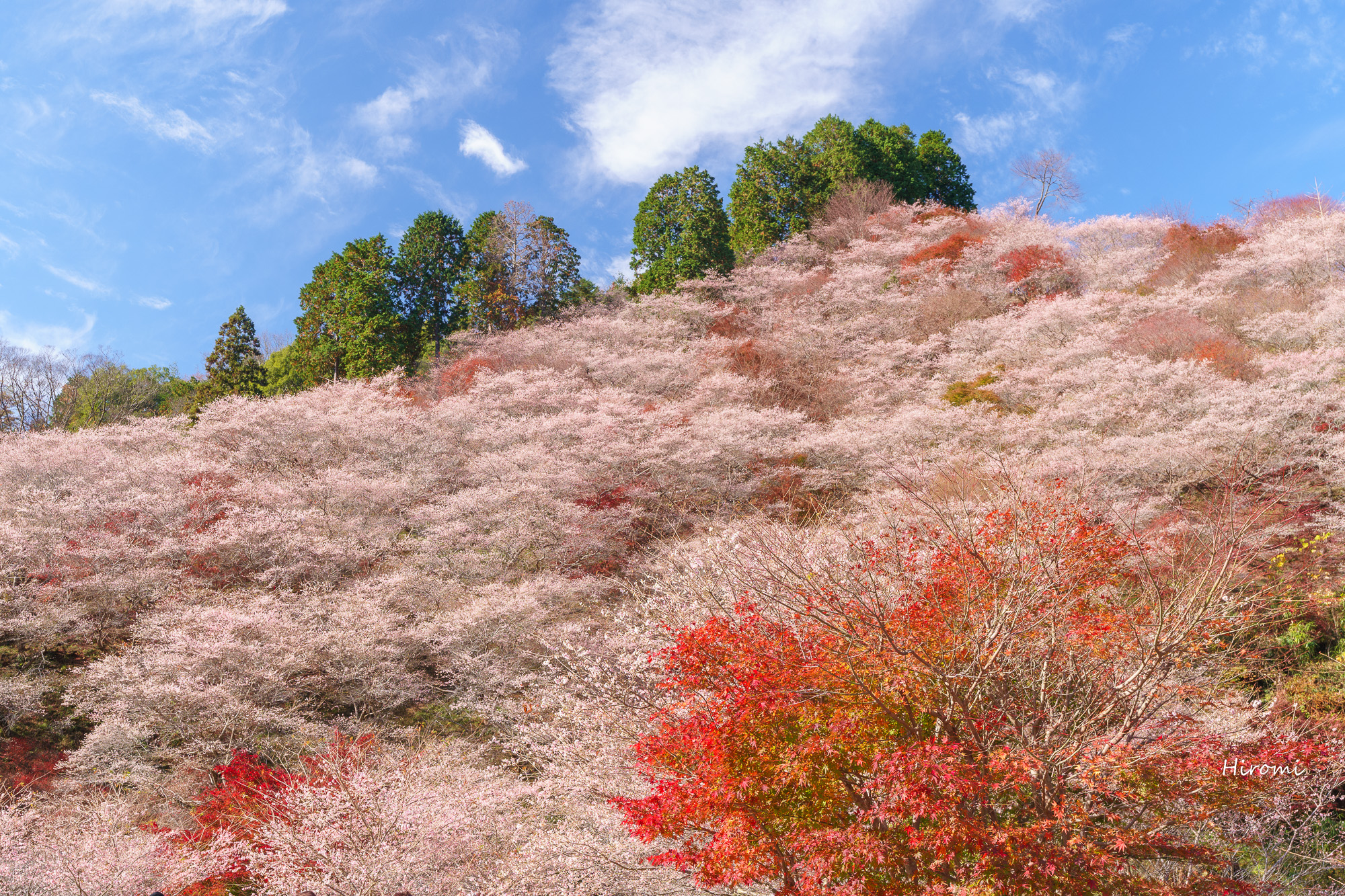 秋の桜と紅葉の競演の絶景 小原の四季桜 大人のための絶景アドベンチャー
