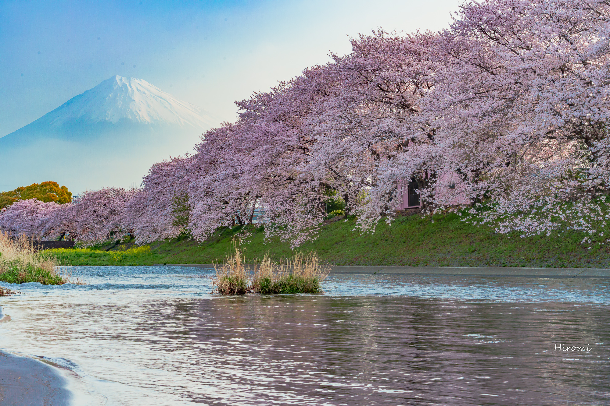 静岡 山梨桜旅 富士山と桜の絶景名所 大人のための絶景アドベンチャー