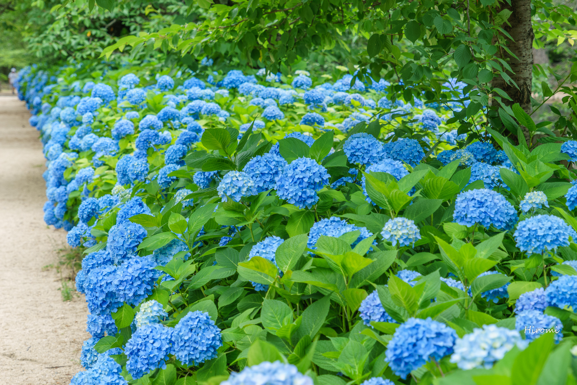 兵庫の紫陽花おすすめ名所 大人のための絶景アドベンチャー