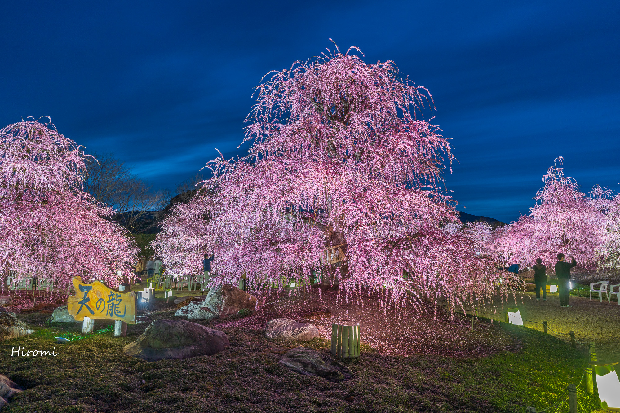 三重の早春の絶景 梅 河津桜スポット 大人のための絶景アドベンチャー