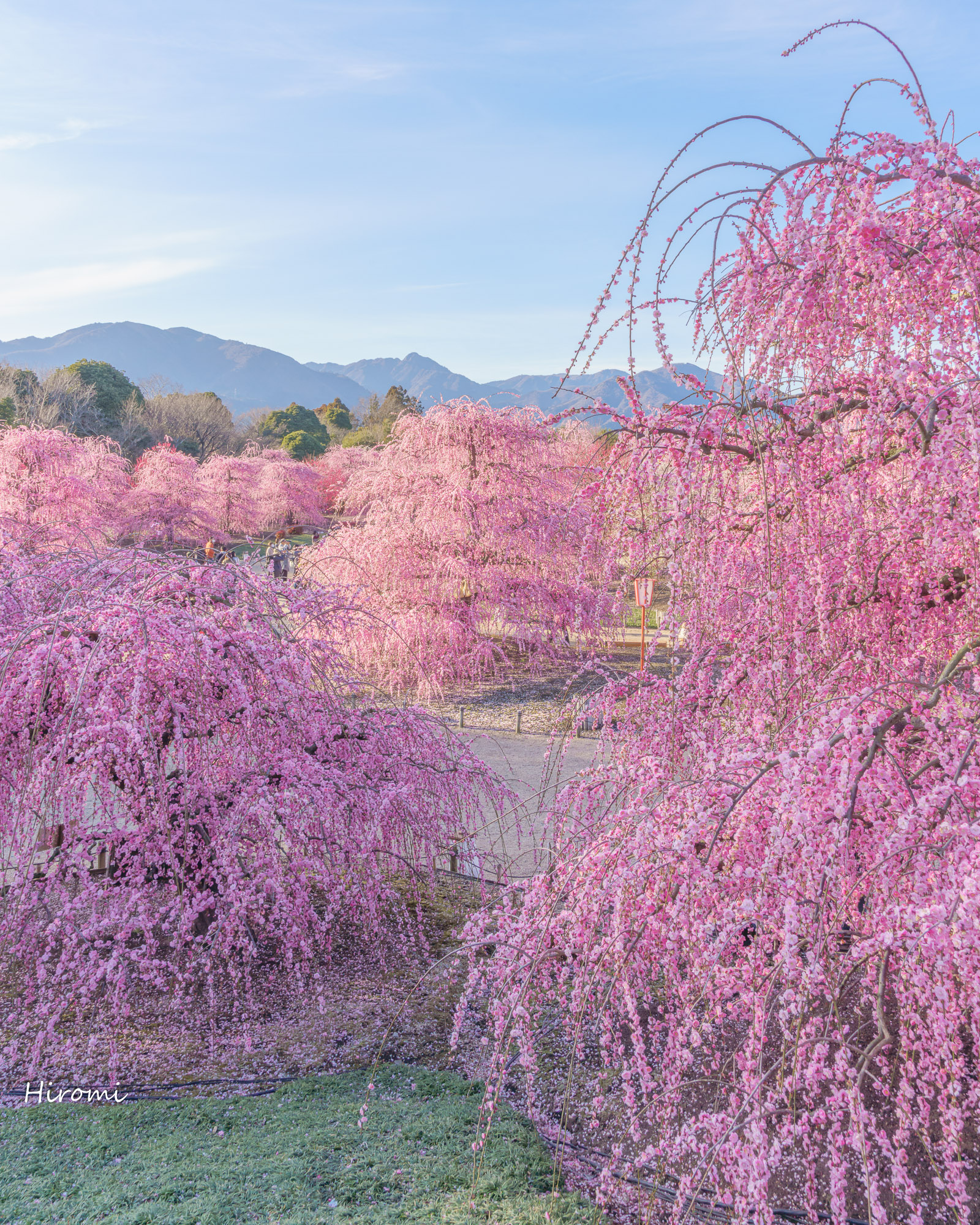 三重の早春の絶景 梅 河津桜スポット 大人のための絶景アドベンチャー