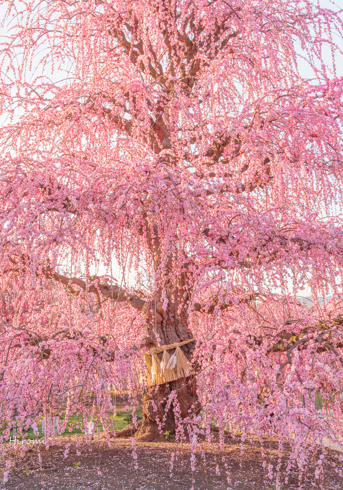 三重の早春の絶景 梅 河津桜スポット 大人のための絶景アドベンチャー