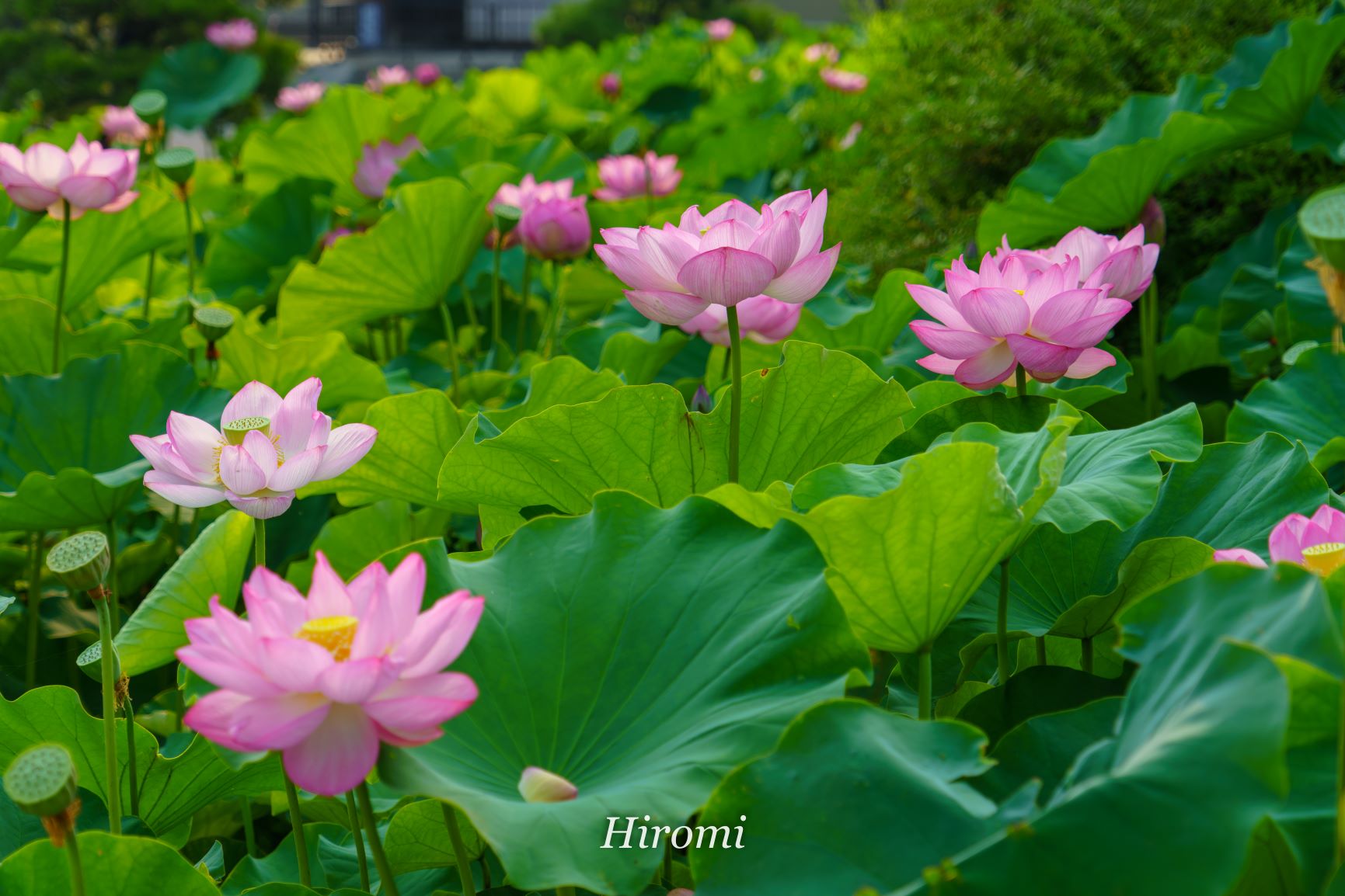 夏の花ハス 関西のおすすめスポット 大人のための絶景アドベンチャー