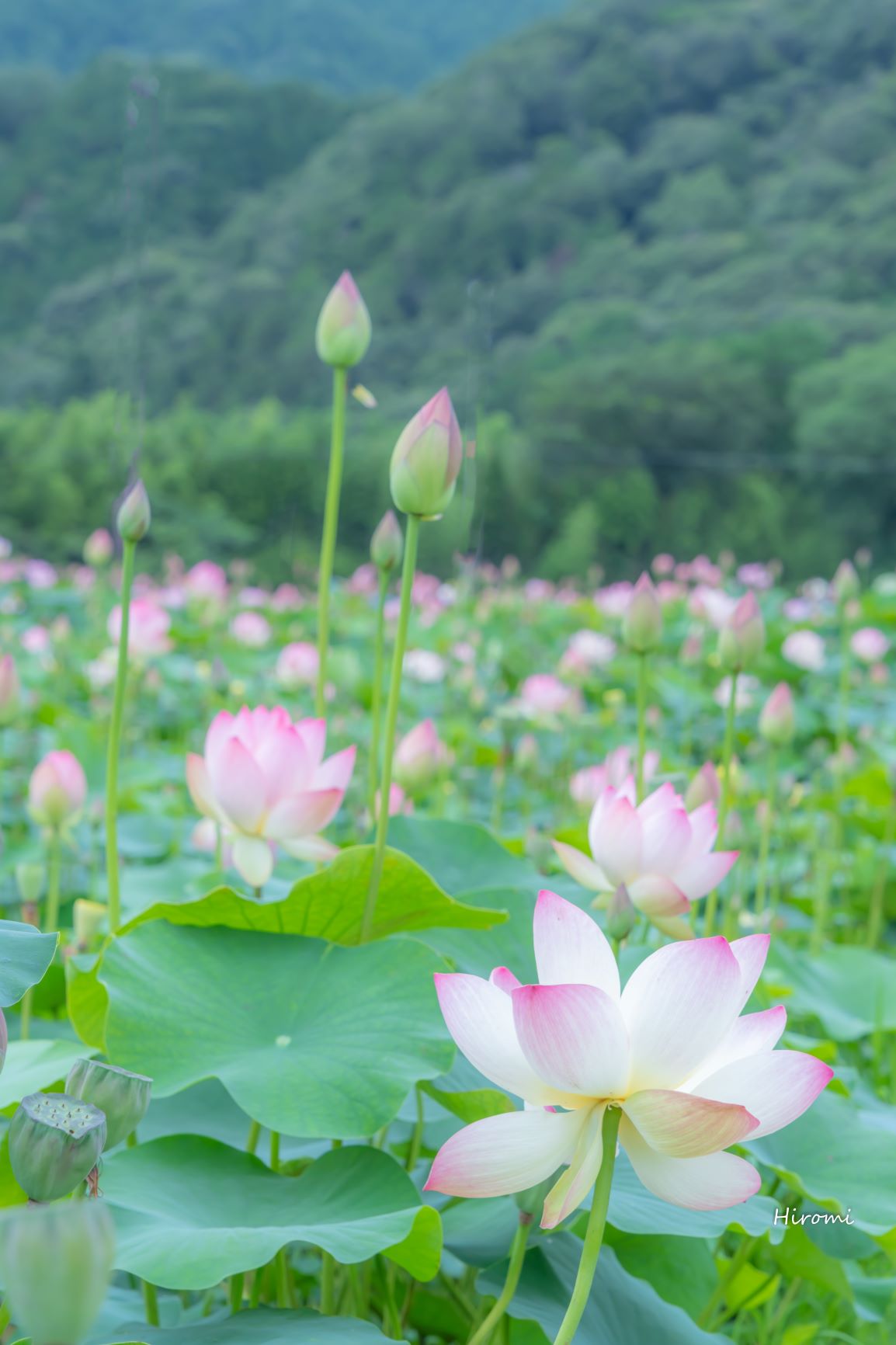 夏の花ハス 関西のおすすめスポット 大人のための絶景アドベンチャー