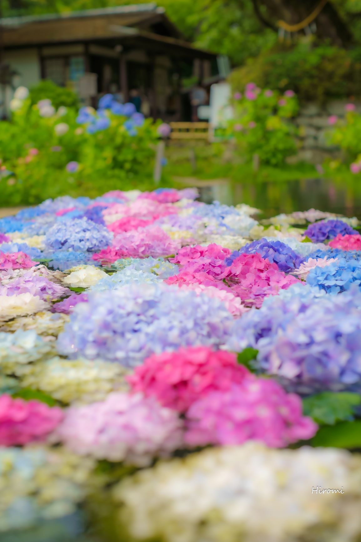 大阪の紫陽花おすすめ名所 大人のための絶景アドベンチャー