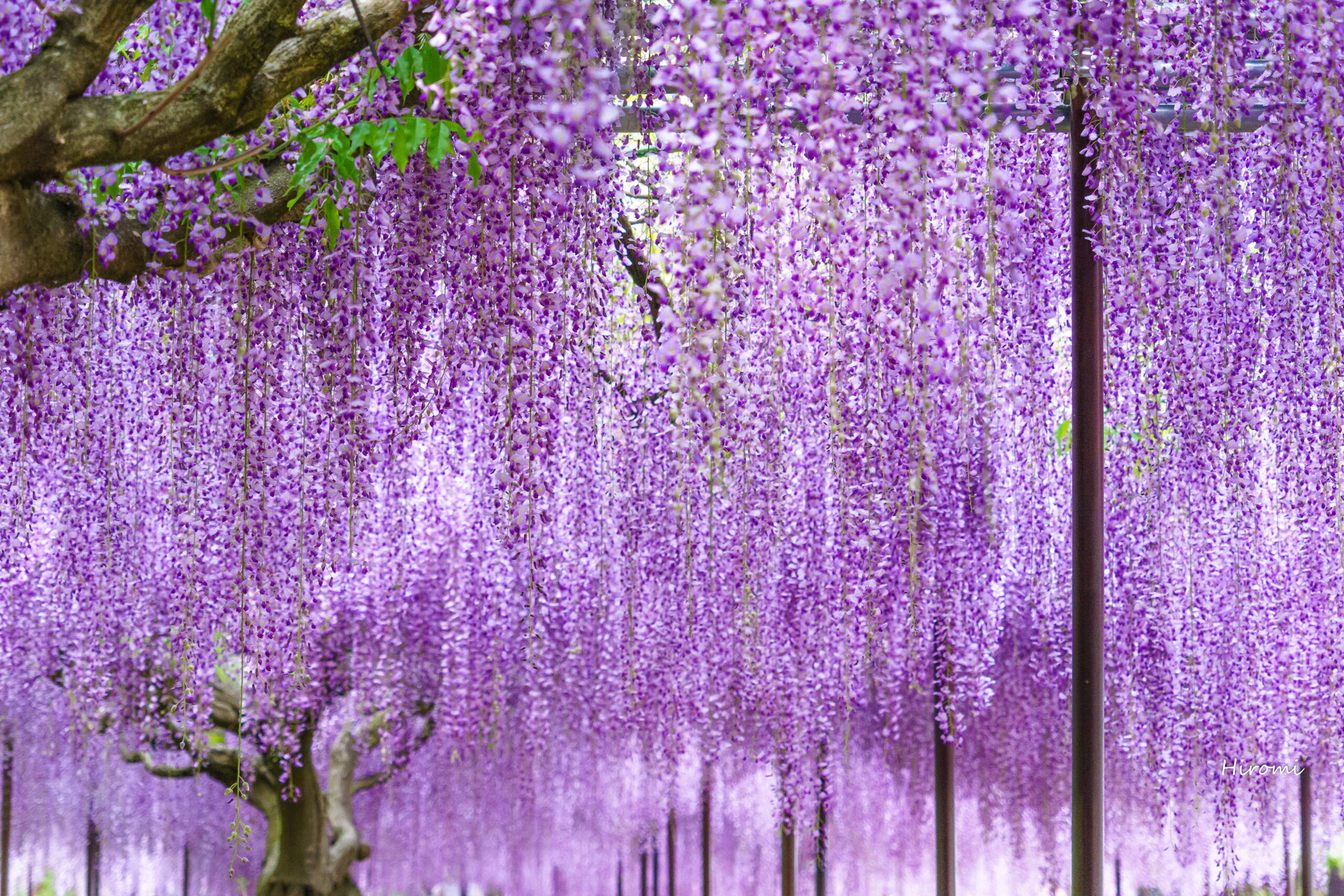 関西の藤の花名所 兵庫 奈良 大人のための絶景アドベンチャー