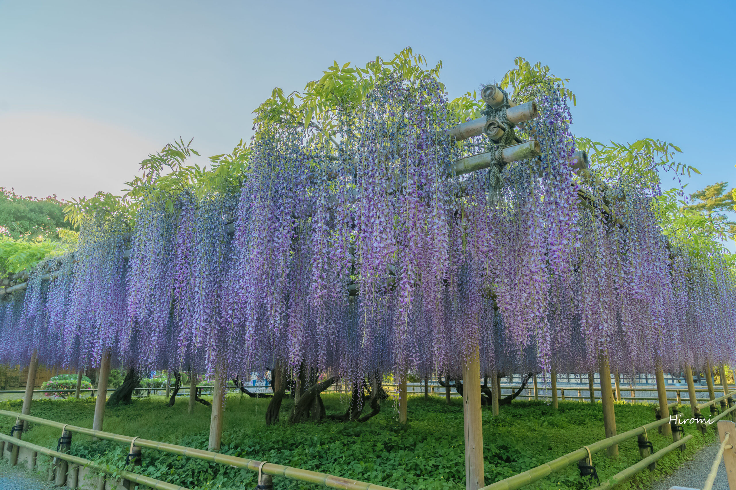 関西の藤の花名所 京都 大阪 大人のための絶景アドベンチャー