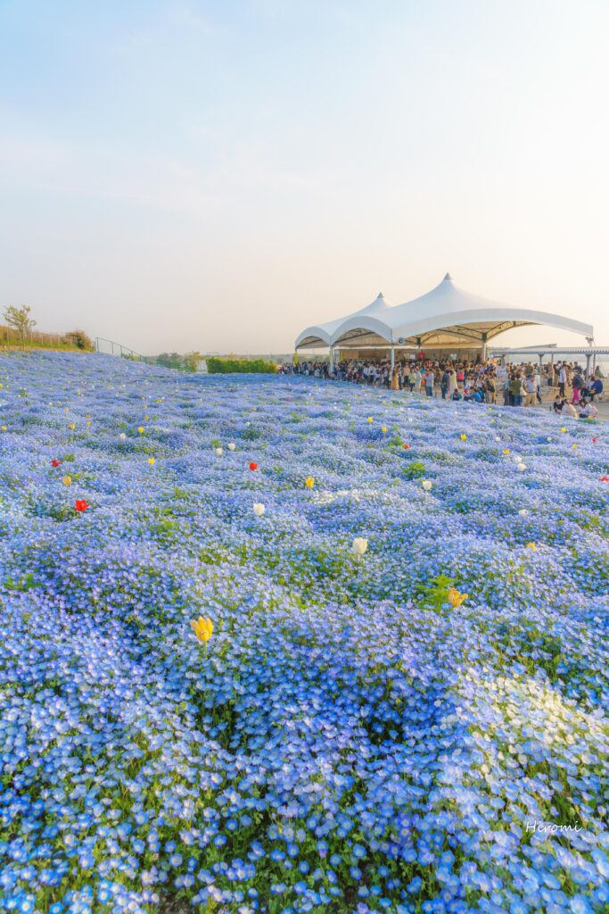 関西のネモフィラ名所まとめ 大人のための絶景アドベンチャー