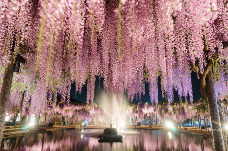 関西の藤の花名所 兵庫 奈良 大人のための絶景アドベンチャー