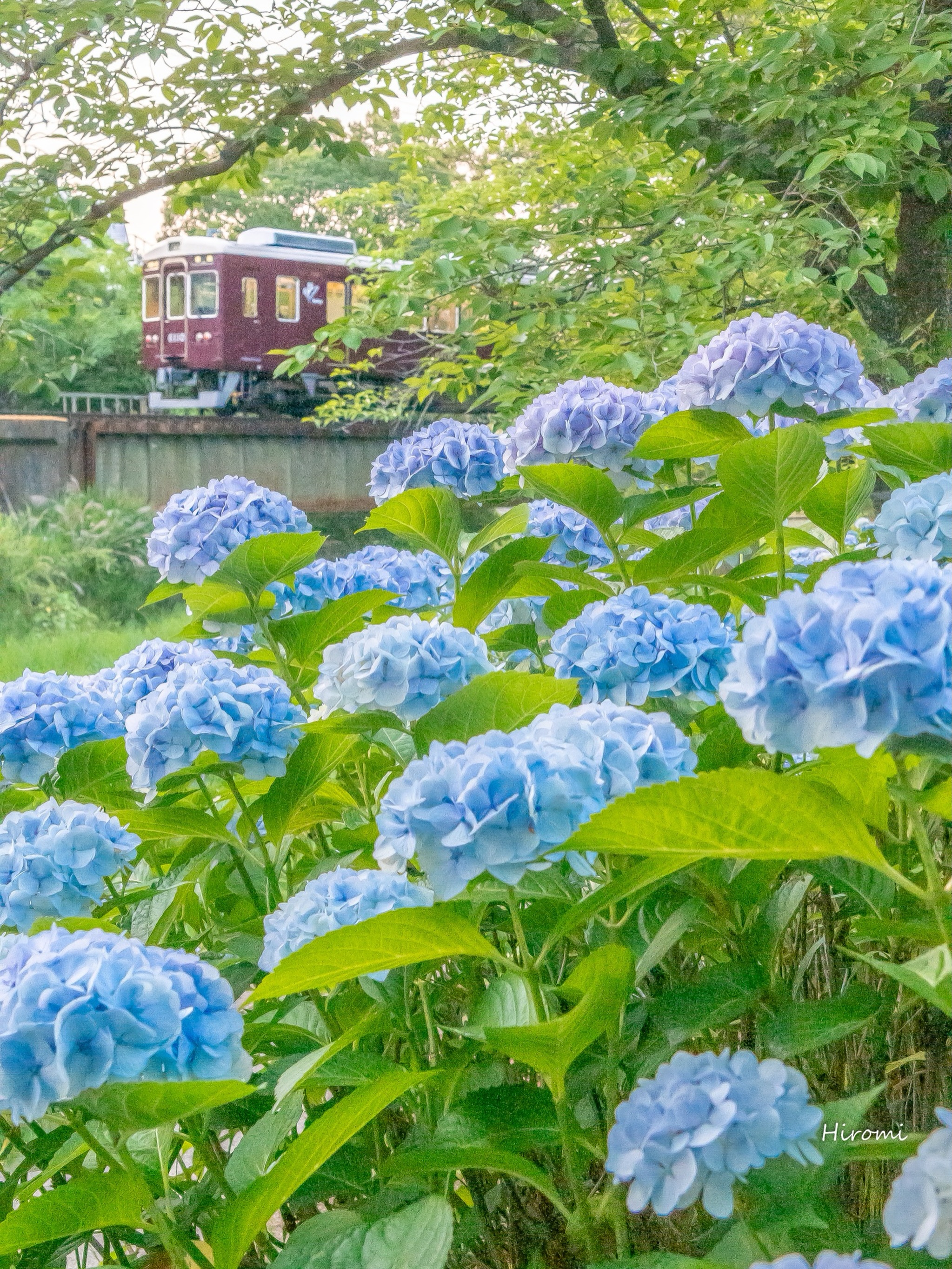 Hydrangea &  Train
紫陽花と阪急電車💐🚃

📍Shukugawa.Park, Hyogo
兵庫　夙川公園

📷past year

꙳✧˖°⌖꙳✧˖°⌖꙳✧˖°⌖꙳✧˖°⌖꙳✧˖°
@hiromitravel
国内外の旅をお届けしています
destinations・hotels・gourmet
꙳✧˖°⌖꙳✧˖°⌖꙳✧˖°⌖꙳✧˖°⌖꙳✧˖°