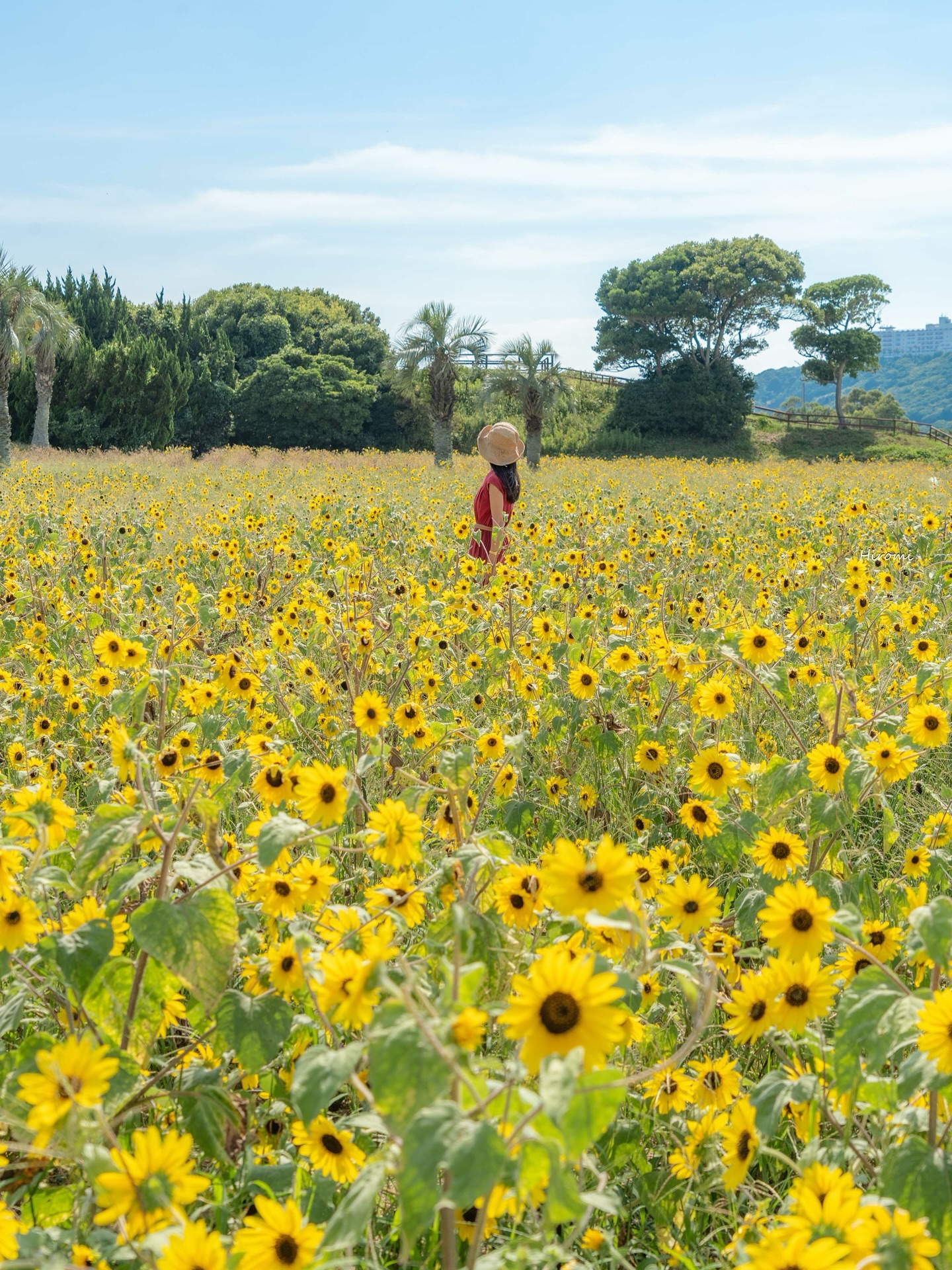 Sunflower at Irako Nanohana Garden, Aichi
愛知　伊良湖菜の花ガーデン

@higashimikawa 

南国感ある素敵なひまわり畑
例年見頃は7月下旬〜8月上旬です
(〜16.8.2025)

📷2025.8上旬

꙳✧˖°⌖꙳✧˖°⌖꙳✧˖°⌖꙳✧˖°⌖꙳✧˖°
@hiromitravel
国内外の旅をお届けしています
destinations・hotels・gourmet
꙳✧˖°⌖꙳✧˖°⌖꙳✧˖°⌖꙳✧˖°⌖꙳✧˖°
＊
＊
#旅行 #travel #bucketlist　#japan