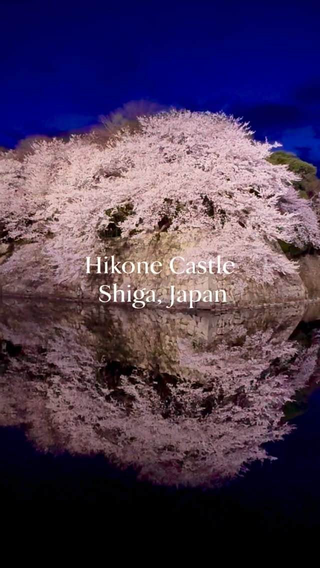 Sakura in full bloom at National Treasure Hikone Castle,  Shiga, Japan 🌸
滋賀　彦根城　桜ライトアップ

長年行きそびれていたソメイヨシノの時期の滋賀の桜を見に行ってみました🌸
今年はかなり早く咲いたので間に合わないところもあるかと思ったけど、どこもなんとか間に合って大満足👍
彦根城はばっちりのタイミングでとっても綺麗でした🌸👍

📷2026.4

꙳✧˖°⌖꙳✧˖°⌖꙳✧˖°⌖꙳✧˖°⌖꙳✧˖°
@hiromitravel
国内外の旅をお届けしています
destinations・hotels・gourmet
꙳✧˖°⌖꙳✧˖°⌖꙳✧˖°⌖꙳✧˖°⌖꙳✧˖°
＊
#japan #旅行　#bucketlist